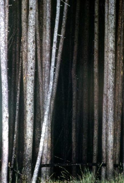 Lodgepole pine (Pinus contorta var. latifolia) forest Picture