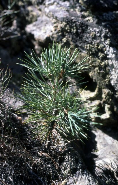 Limber pine (Pinus flexilis) seedling Picture