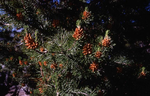 Male lodgepole pine (Pinus contorta var. latifolia) cones Picture