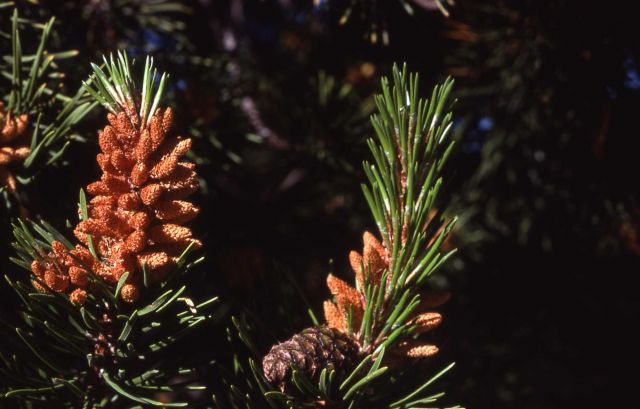 Male & female lodgepole pine (Pinus contorta var. latifolia) cones Picture