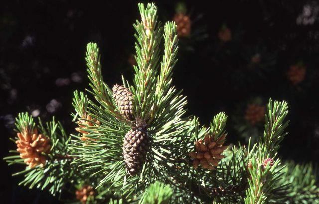 Lodgepole pine (Pinus contorta var. latifolia) cones Picture