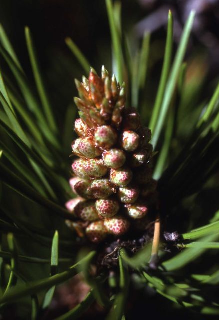 Lodgepole pine (Pinus contorta var. latifolia) male cone Picture
