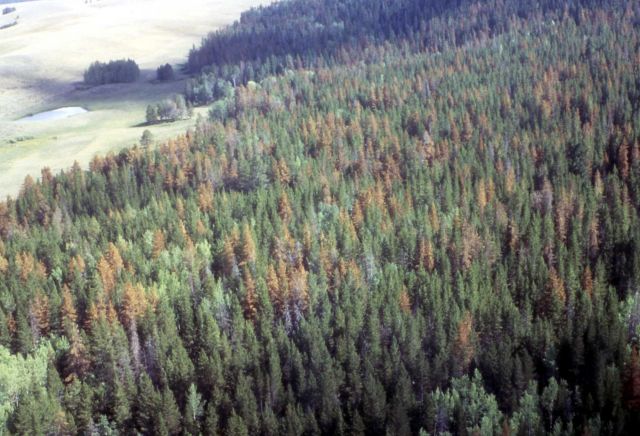 Aerial view of beetle killed trees Picture