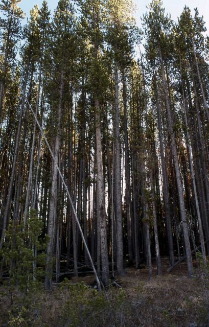 Lodgepole pine (Pinus contorta var. latifolia) stand Picture