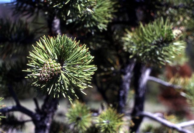 Close-up of lodgepole pine (Pinus contorta var. latifolia) branch, needles & cone Picture