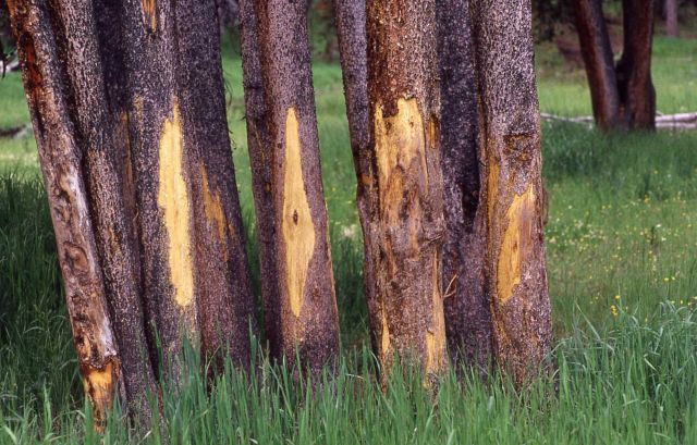 Damaged lodgepole pine (Pinus contorta var. latifolia) trunks Picture