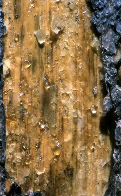 Close-up of damaged lodgepole pine (Pinus contorta var. latifolia) trunk Picture