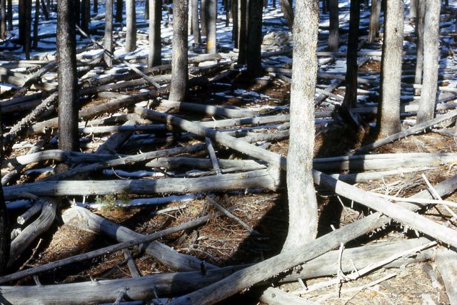 Lodgepole pine (Pinus contorta var. latifolia) forest floor Picture