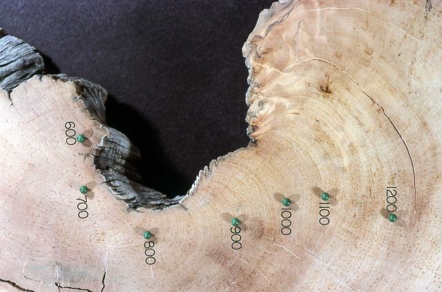 Cross section of a limber pine (Pinus flexilis) - 545 AD to 1403 AD Picture