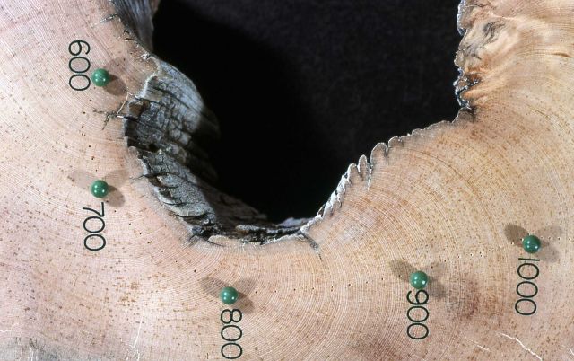 Cross section of a limber pine (Pinus flexilis)- 545 AD to 1403 AD Picture