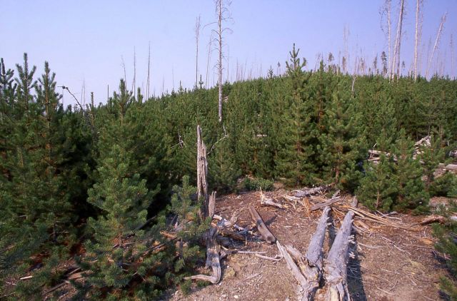 Lodgepole pine (Pinus contorta var. latifolia) regrowth at Norris Geyser Basin Picture