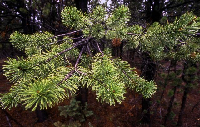 Lodgepole pine (Pinus contorta var. latifolia) along the Canyon-Norris road Picture
