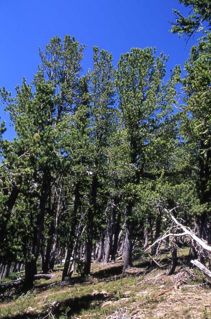 Whitebark pine (Pinus albicaulis), Avalanche Peak trail Picture