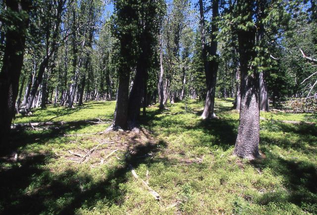Whitebark pine (Pinus albicaulis) forest, Avalanche Peak trail Picture