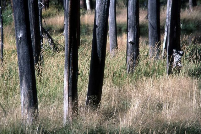 Open lodgepole pine (Pinus contorta var. latifolia) forest Picture