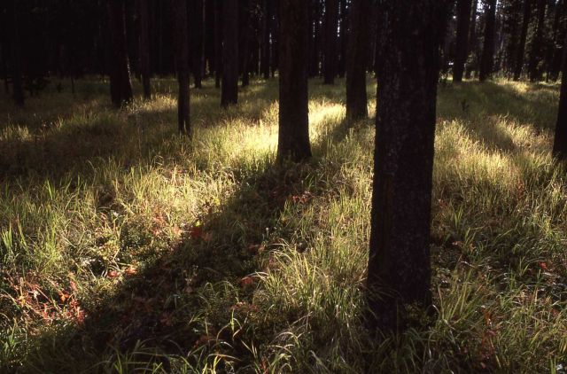 Open lodgepole pine (Pinus contorta var. latifolia) forest Picture
