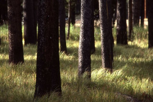 Open lodgepole pine (Pinus contorta var. latifolia) forest Picture
