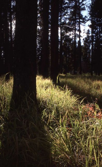 Open lodgepole pine (Pinus contorta var. latifolia) forest Picture