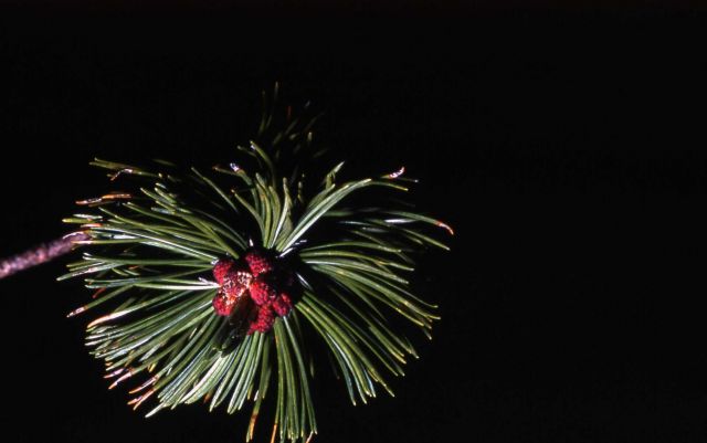 Whitebark pine (Pinus albicaulis) & pollen cones Picture