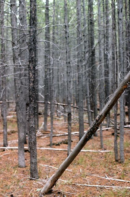 Dense lodgepole pine (Pinus contorta var. latifolia) stand Picture