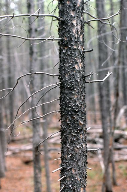 Dense lodgepole pine (Pinus contorta var. latifolia) stand Picture