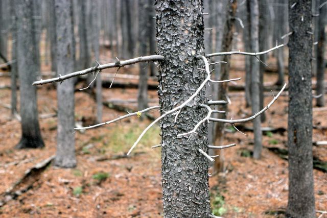 Dense lodgepole pine (Pinus contorta var. latifolia) stand Picture