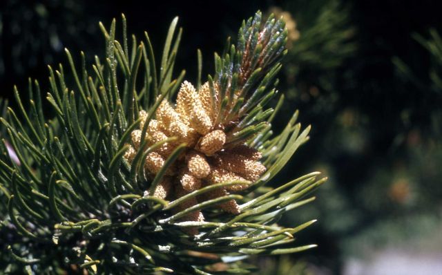 Lodgepole pine (Pinus contorta var. latifolia) male pollinating body Picture