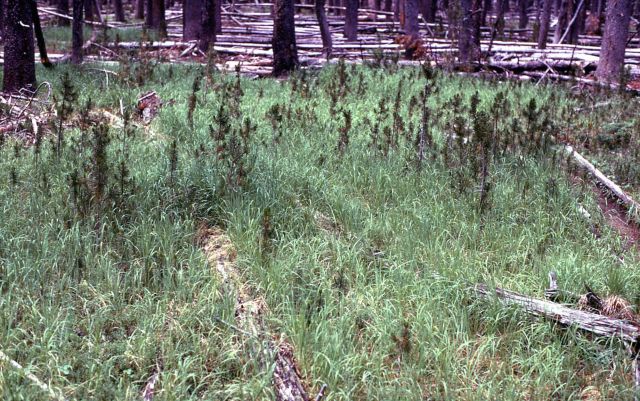 Lodgepole pine (Pinus contorta var. latifolia) seedling Picture