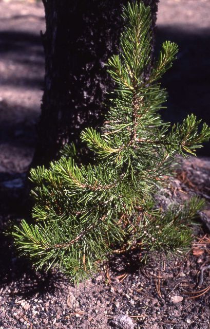 Lodgeppole seedling Picture