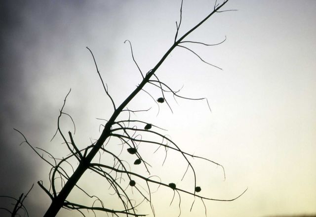 Lodgepole pine (Pinus contorta var. latifolia) retaining cones Picture