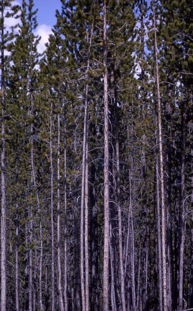 Lodgepole pine (Pinus contorta var. latifolia) stand Picture