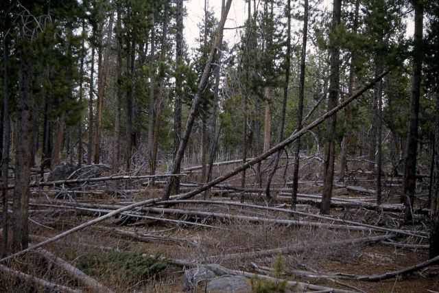 Lodgepole pine (Pinus contorta var. latifolia) windfall Picture