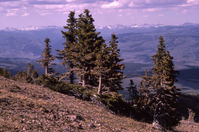 Englemann spruce (Picea engelmannii var. engelmannii) at timberline on Mt Washburn Picture
