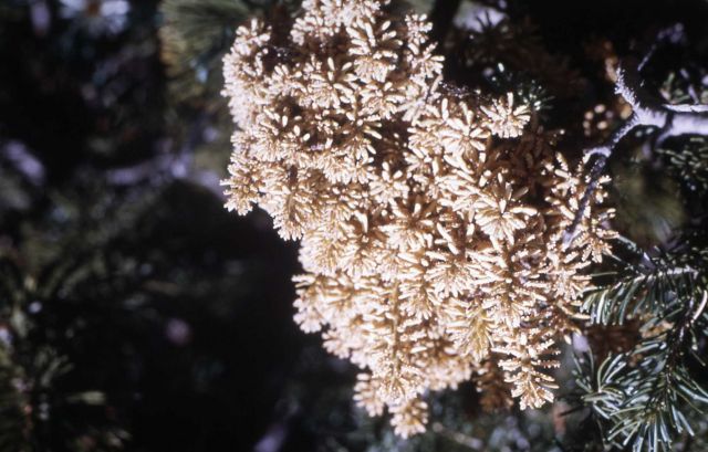 Yellow witches broom on Engelmann spruce (Picea engelmannii var. engelmannii) Picture