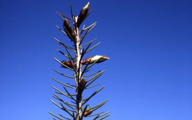 Englemann spruce (Picea engelmannii var. engelmannii) buds Picture