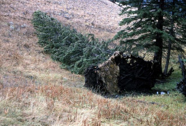 Blown over spruce (Picea sp.) Picture