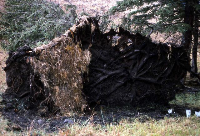 Root system of blown over spruce (Picea sp.) Picture