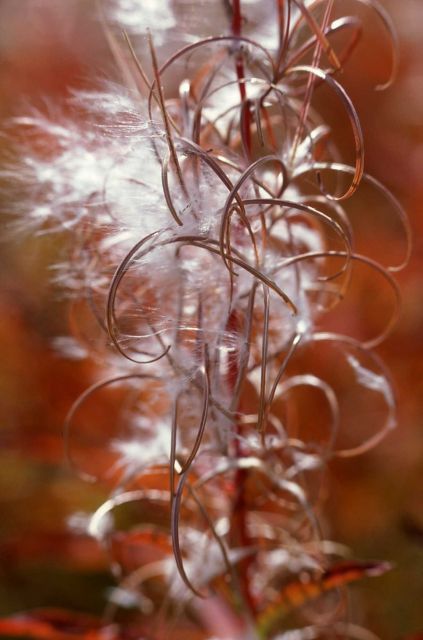 Fireweed (Epilobium angustifolium var. angustifolium) Picture