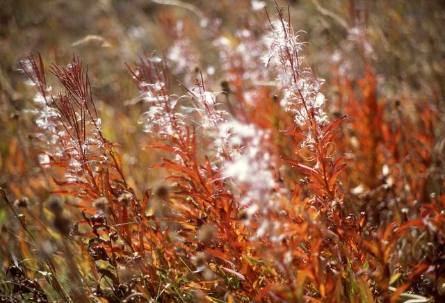 Fireweed (Epilobium angustifolium var. angustifolium) Picture