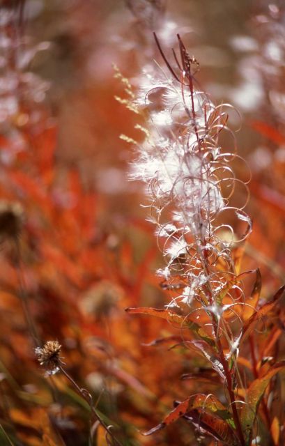 Fireweed (Epilobium angustifolium var. angustifolium) Picture