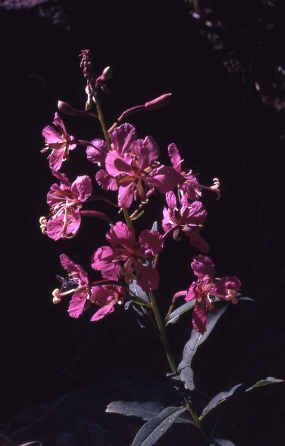 Fireweed (Epilobium angustifolium var. angustifolium) Picture