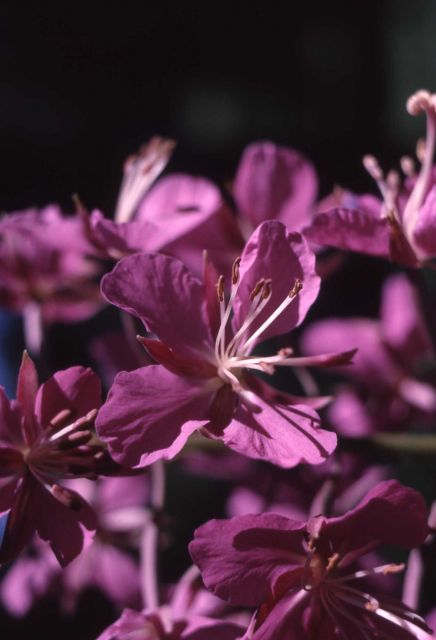Fireweed (Epilobium angustifolium var. angustifolium) Picture
