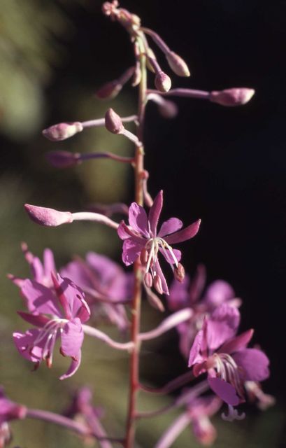 Fireweed (Epilobium angustifolium var. angustifolium) Picture