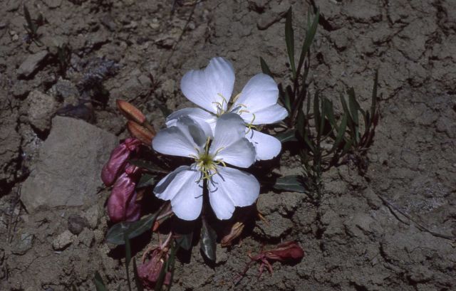 Moonrose (Oenothera cespitosa var. cespitosa) Picture