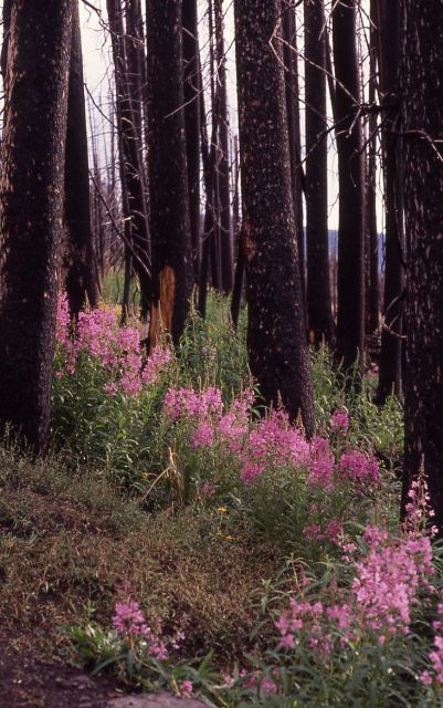 Fireweed (Epilobium angustifolium var. angustifolium) growing between burnt trees Picture