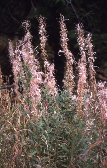 Fireweed (Epilobium angustifolium var. angustifolium) in the fall Picture