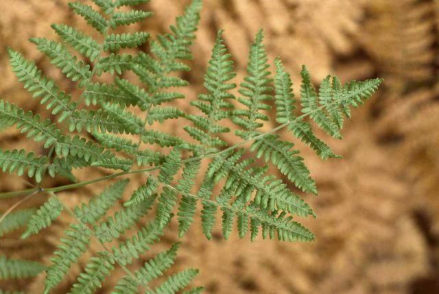 Bracken fern (Pteridium aquilinum ssp. aquilinum var. pubescens) Picture
