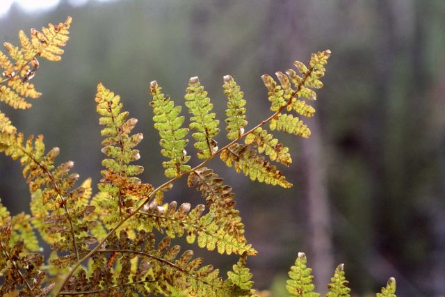 Bracken fern (Pteridium aquilinum ssp. aquilinum var. pubescens) Picture