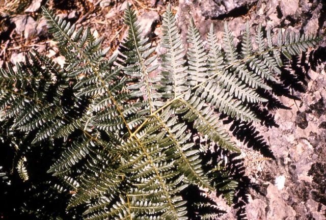 Bracken fern (Pteridium aquilinum ssp. aquilinum var. pubescens) Picture