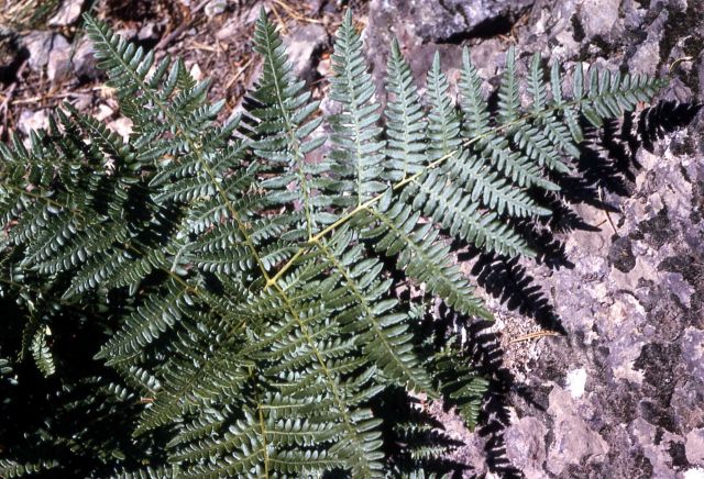 Bracken fern (Pteridium aquilinum ssp. aquilinum var. pubescens) Picture